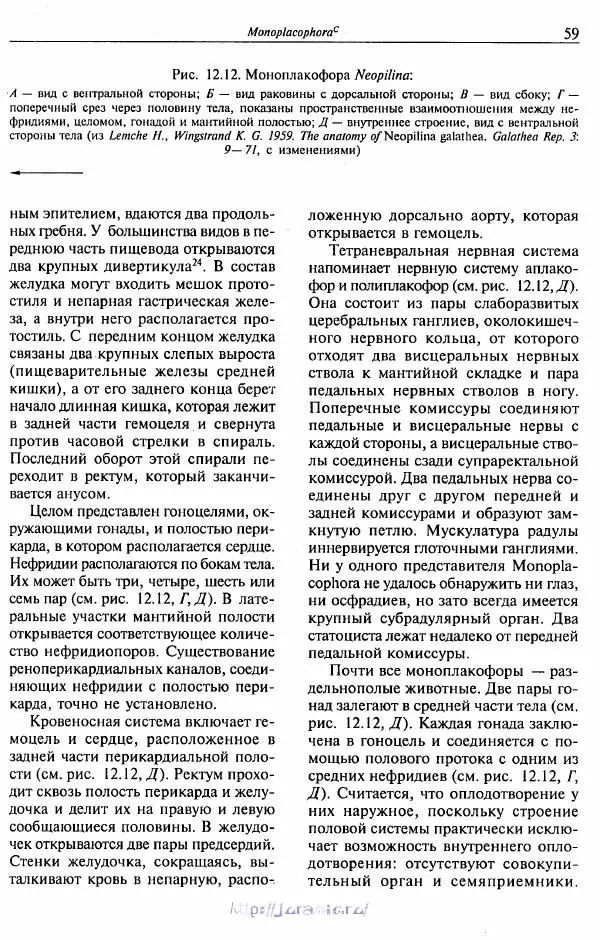 Эдвард Руперт -  Зоология беспозвоночных. В 4-х томах. Том 2. Низшие целомические животные - Страница № 60