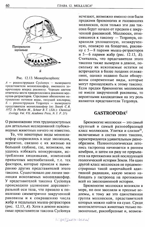 Эдвард Руперт -  Зоология беспозвоночных. В 4-х томах. Том 2. Низшие целомические животные - Страница № 61