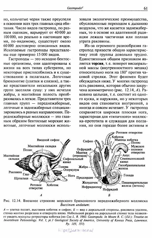 Эдвард Руперт -  Зоология беспозвоночных. В 4-х томах. Том 2. Низшие целомические животные - Страница № 62