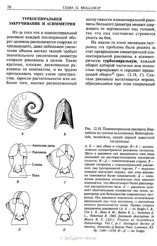 Эдвард Руперт -  Зоология беспозвоночных. В 4-х томах. Том 2. Низшие целомические животные - Страница № 71