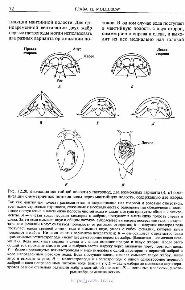 Эдвард Руперт -  Зоология беспозвоночных. В 4-х томах. Том 2. Низшие целомические животные - Страница № 73