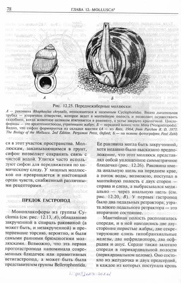 Эдвард Руперт -  Зоология беспозвоночных. В 4-х томах. Том 2. Низшие целомические животные - Страница № 79