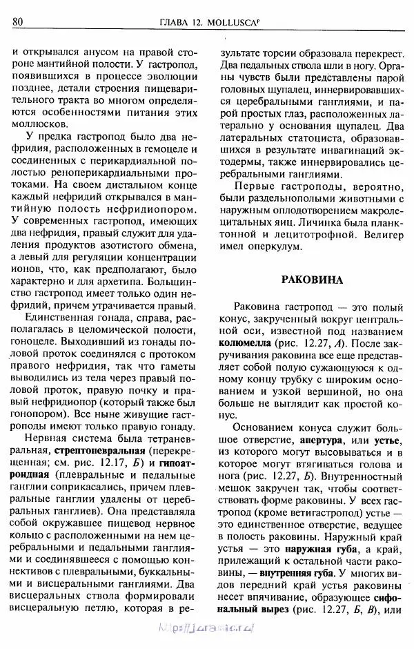 Эдвард Руперт -  Зоология беспозвоночных. В 4-х томах. Том 2. Низшие целомические животные - Страница № 81