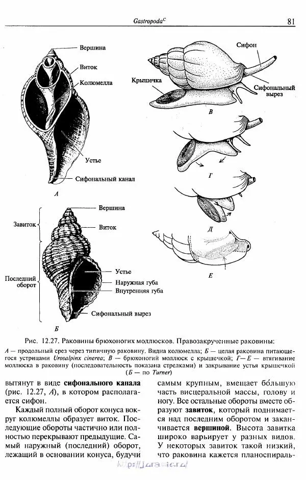 Эдвард Руперт -  Зоология беспозвоночных. В 4-х томах. Том 2. Низшие целомические животные - Страница № 82