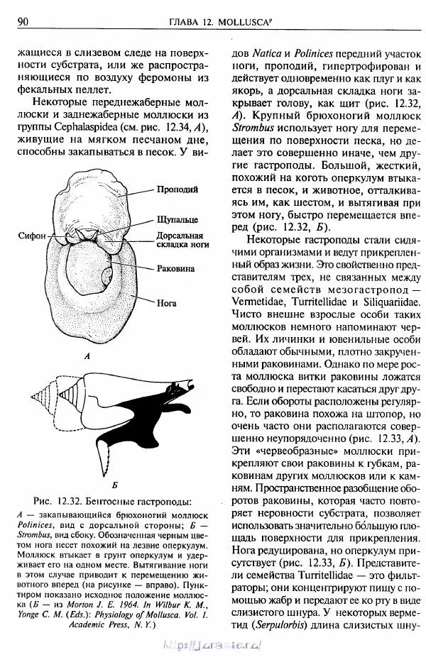 Эдвард Руперт -  Зоология беспозвоночных. В 4-х томах. Том 2. Низшие целомические животные - Страница № 91