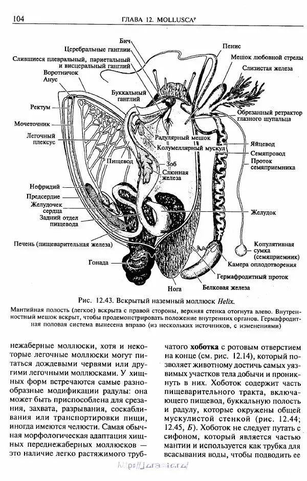 Эдвард Руперт -  Зоология беспозвоночных. В 4-х томах. Том 2. Низшие целомические животные - Страница № 105