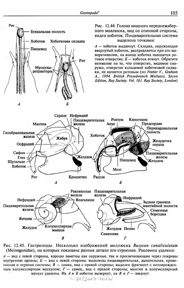 Эдвард Руперт -  Зоология беспозвоночных. В 4-х томах. Том 2. Низшие целомические животные - Страница № 106