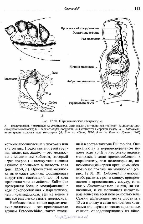Эдвард Руперт -  Зоология беспозвоночных. В 4-х томах. Том 2. Низшие целомические животные - Страница № 114