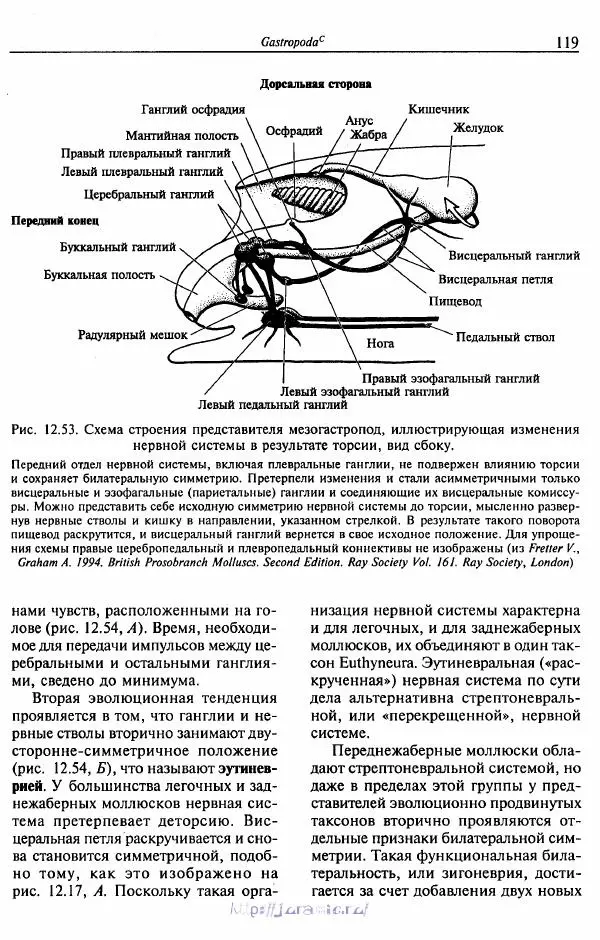 Эдвард Руперт -  Зоология беспозвоночных. В 4-х томах. Том 2. Низшие целомические животные - Страница № 120