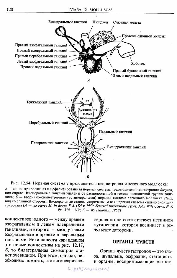 Эдвард Руперт -  Зоология беспозвоночных. В 4-х томах. Том 2. Низшие целомические животные - Страница № 121