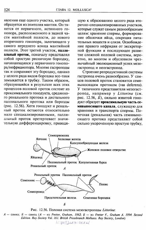 Эдвард Руперт -  Зоология беспозвоночных. В 4-х томах. Том 2. Низшие целомические животные - Страница № 125