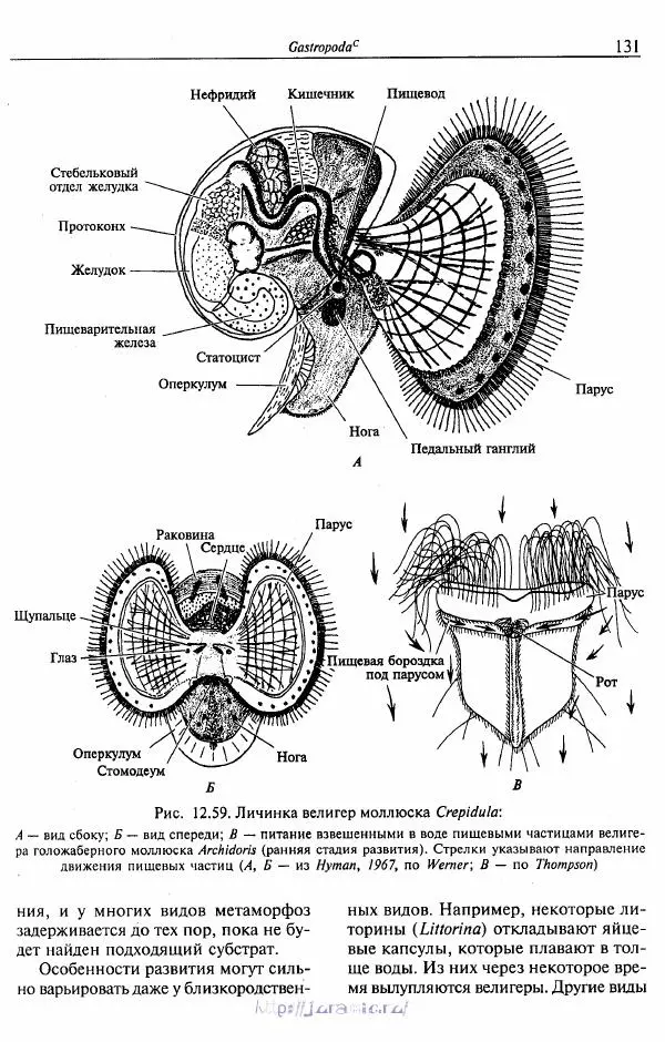 Эдвард Руперт -  Зоология беспозвоночных. В 4-х томах. Том 2. Низшие целомические животные - Страница № 132