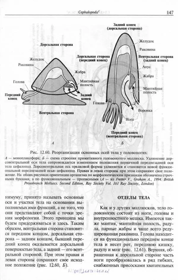 Эдвард Руперт -  Зоология беспозвоночных. В 4-х томах. Том 2. Низшие целомические животные - Страница № 148
