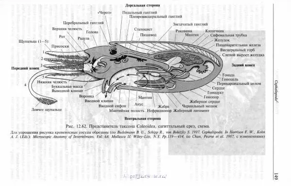 Эдвард Руперт -  Зоология беспозвоночных. В 4-х томах. Том 2. Низшие целомические животные - Страница № 150