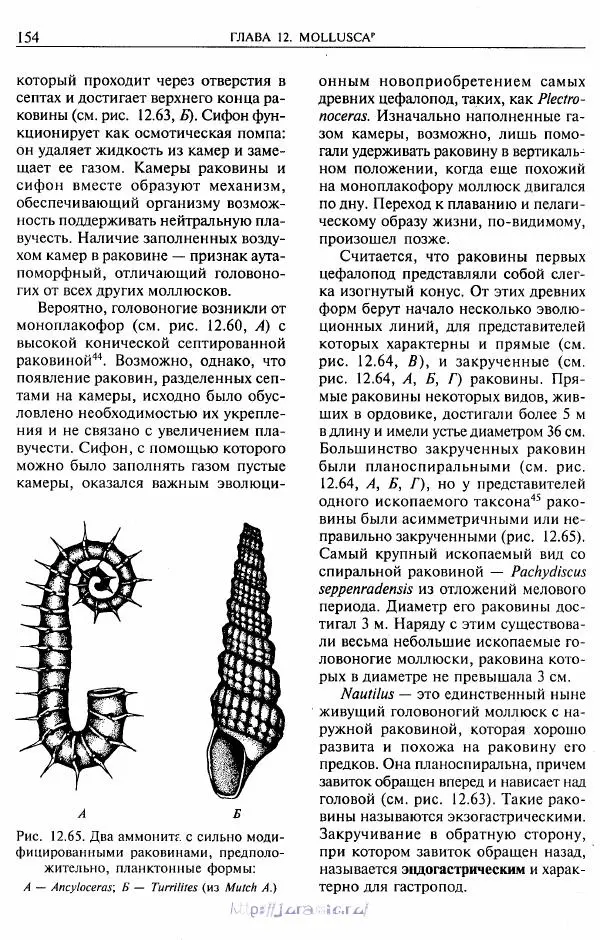 Эдвард Руперт -  Зоология беспозвоночных. В 4-х томах. Том 2. Низшие целомические животные - Страница № 155