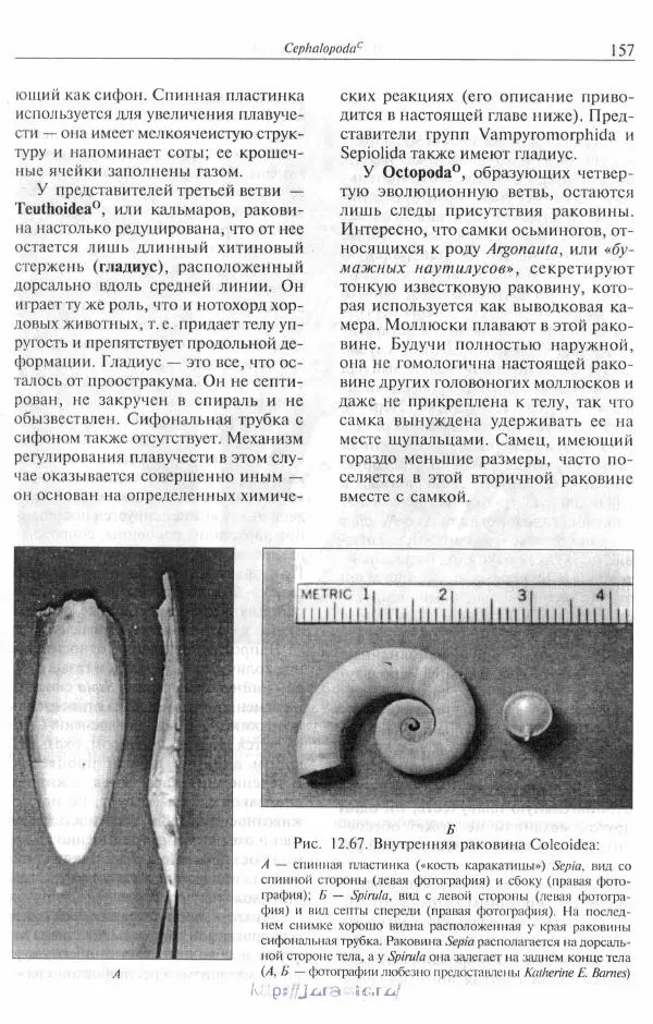 Эдвард Руперт -  Зоология беспозвоночных. В 4-х томах. Том 2. Низшие целомические животные - Страница № 158