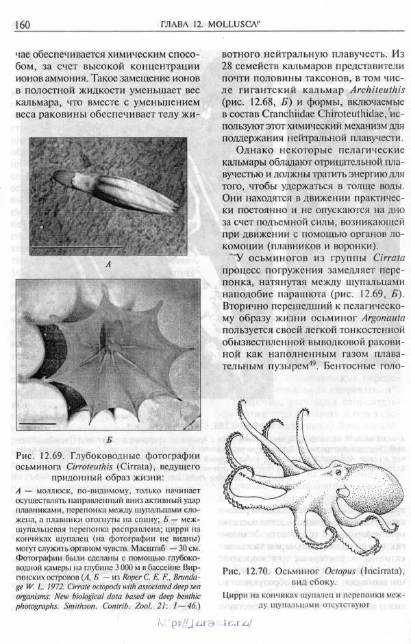Эдвард Руперт -  Зоология беспозвоночных. В 4-х томах. Том 2. Низшие целомические животные - Страница № 161
