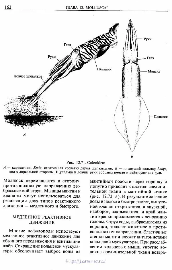 Эдвард Руперт -  Зоология беспозвоночных. В 4-х томах. Том 2. Низшие целомические животные - Страница № 163