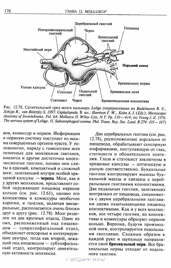 Эдвард Руперт -  Зоология беспозвоночных. В 4-х томах. Том 2. Низшие целомические животные - Страница № 177