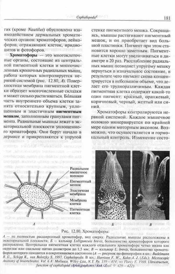 Эдвард Руперт -  Зоология беспозвоночных. В 4-х томах. Том 2. Низшие целомические животные - Страница № 182