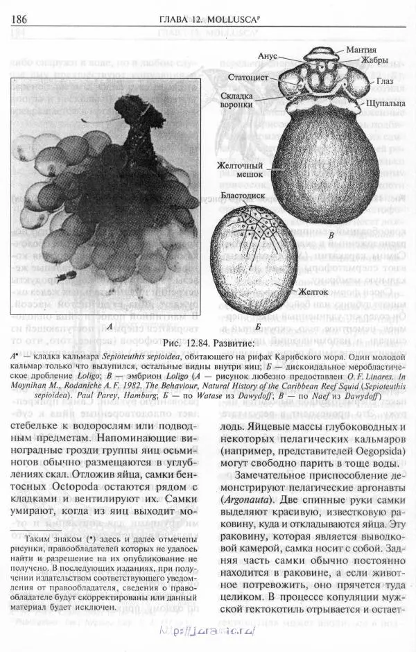 Эдвард Руперт -  Зоология беспозвоночных. В 4-х томах. Том 2. Низшие целомические животные - Страница № 187