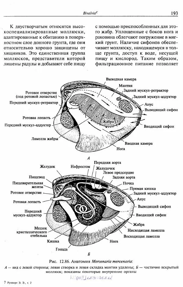 Эдвард Руперт -  Зоология беспозвоночных. В 4-х томах. Том 2. Низшие целомические животные - Страница № 194