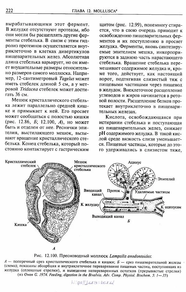 Эдвард Руперт -  Зоология беспозвоночных. В 4-х томах. Том 2. Низшие целомические животные - Страница № 223