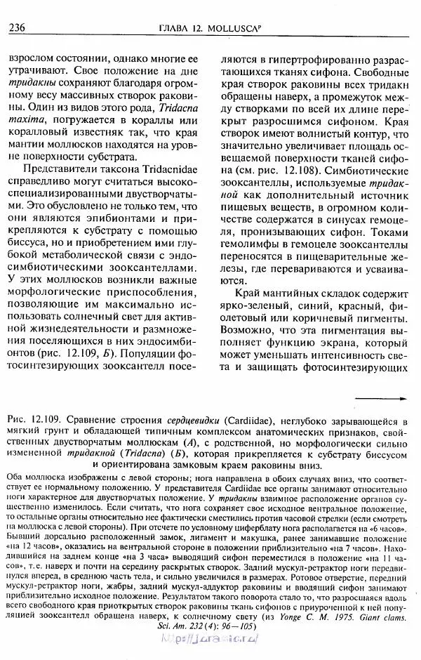 Эдвард Руперт -  Зоология беспозвоночных. В 4-х томах. Том 2. Низшие целомические животные - Страница № 237