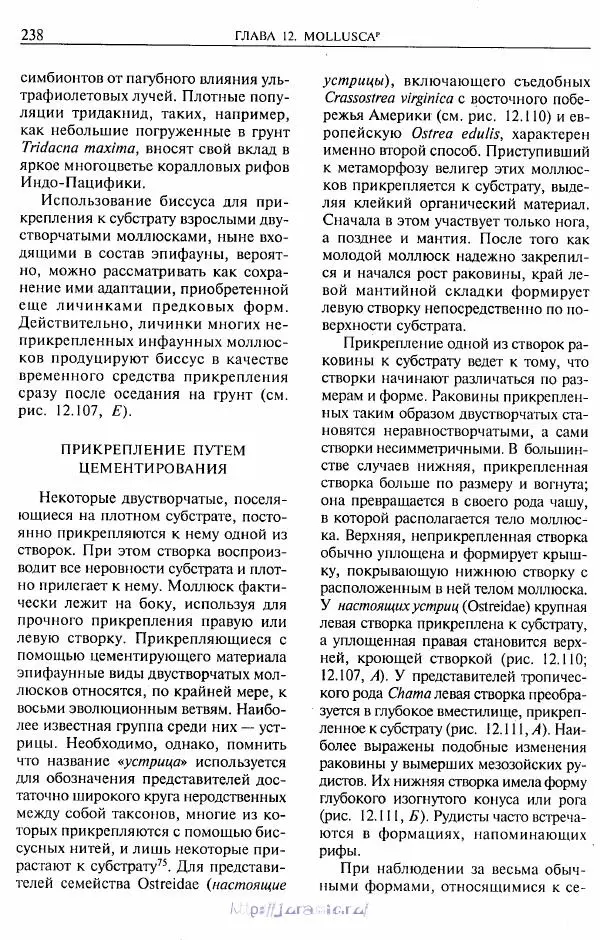 Эдвард Руперт -  Зоология беспозвоночных. В 4-х томах. Том 2. Низшие целомические животные - Страница № 239