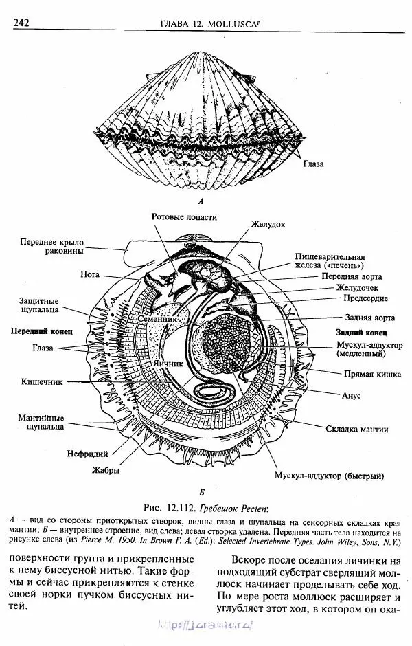 Эдвард Руперт -  Зоология беспозвоночных. В 4-х томах. Том 2. Низшие целомические животные - Страница № 243