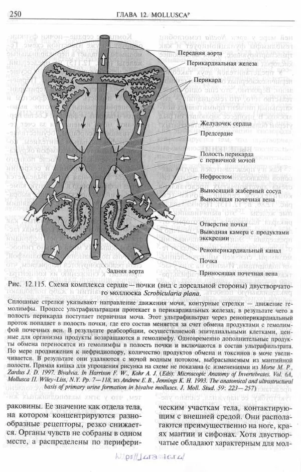 Эдвард Руперт -  Зоология беспозвоночных. В 4-х томах. Том 2. Низшие целомические животные - Страница № 251