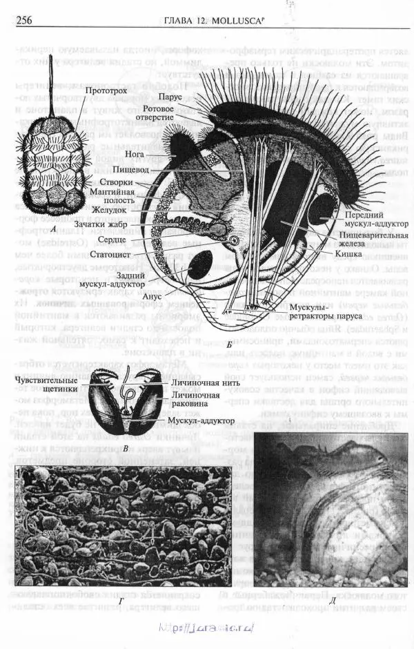 Эдвард Руперт -  Зоология беспозвоночных. В 4-х томах. Том 2. Низшие целомические животные - Страница № 257
