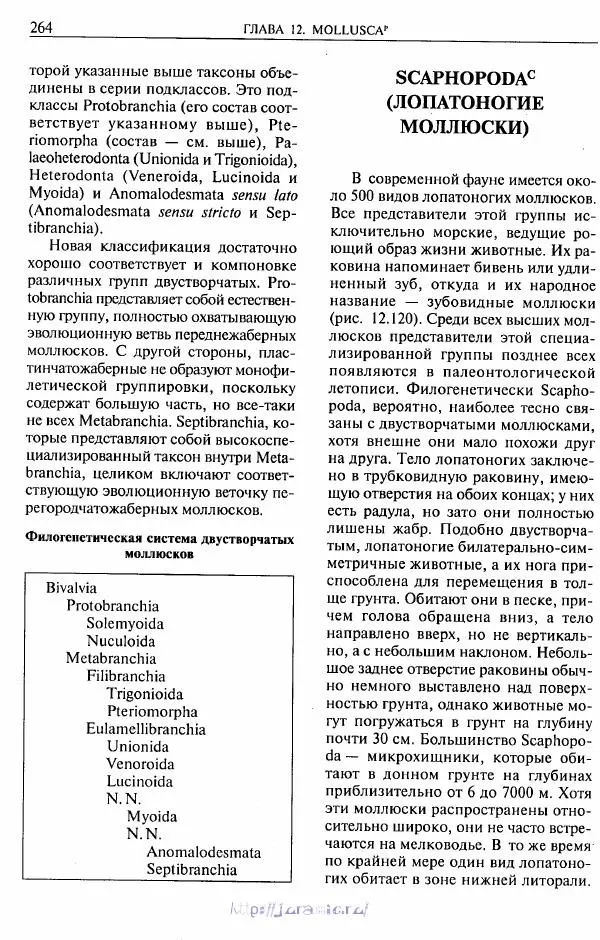 Эдвард Руперт -  Зоология беспозвоночных. В 4-х томах. Том 2. Низшие целомические животные - Страница № 265