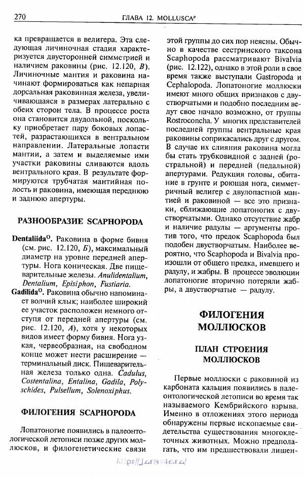 Эдвард Руперт -  Зоология беспозвоночных. В 4-х томах. Том 2. Низшие целомические животные - Страница № 271