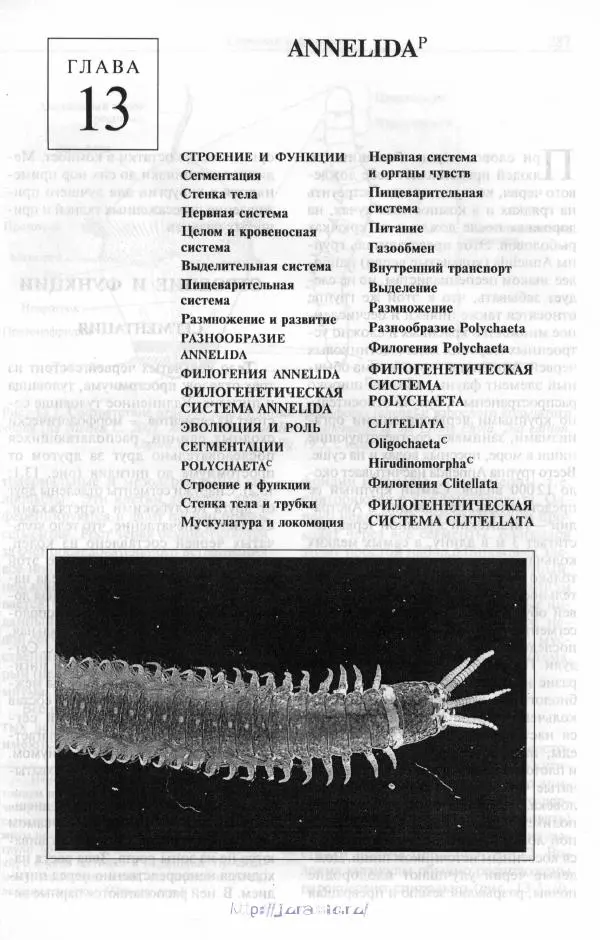 Эдвард Руперт -  Зоология беспозвоночных. В 4-х томах. Том 2. Низшие целомические животные - Страница № 286
