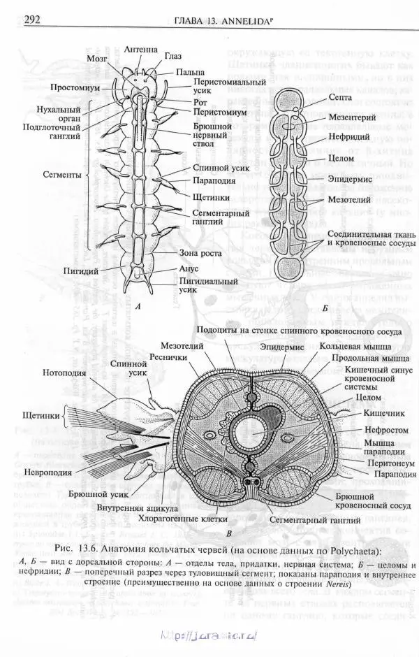 Эдвард Руперт -  Зоология беспозвоночных. В 4-х томах. Том 2. Низшие целомические животные - Страница № 293
