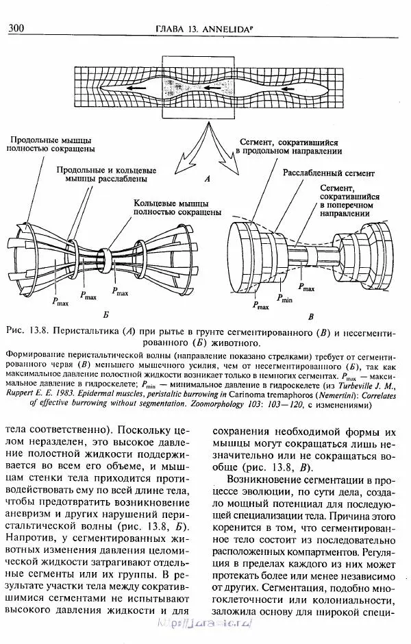 Эдвард Руперт -  Зоология беспозвоночных. В 4-х томах. Том 2. Низшие целомические животные - Страница № 301