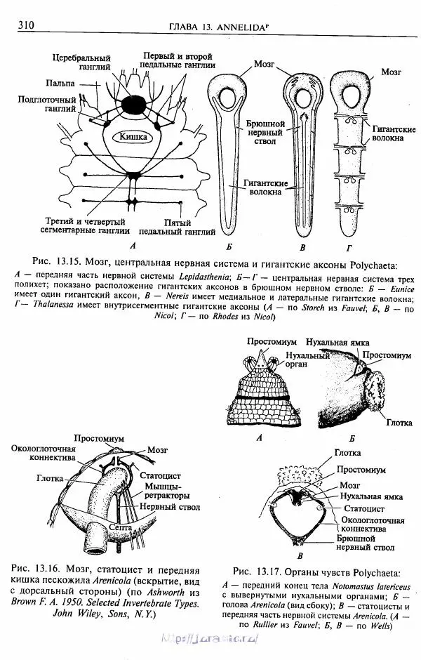 Эдвард Руперт -  Зоология беспозвоночных. В 4-х томах. Том 2. Низшие целомические животные - Страница № 311