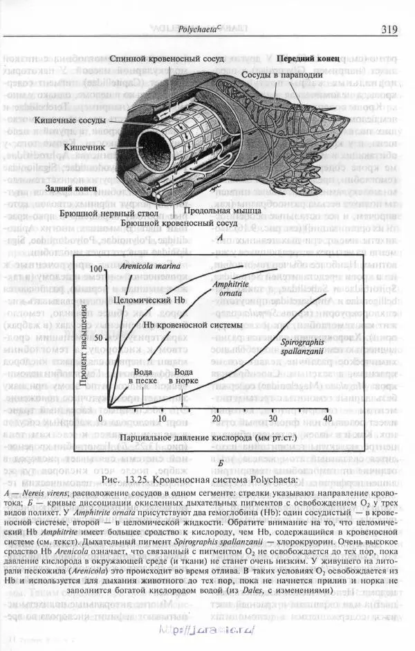 Эдвард Руперт -  Зоология беспозвоночных. В 4-х томах. Том 2. Низшие целомические животные - Страница № 320