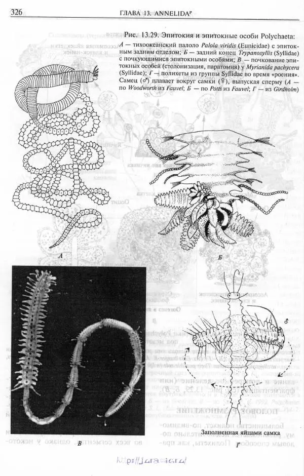 Эдвард Руперт -  Зоология беспозвоночных. В 4-х томах. Том 2. Низшие целомические животные - Страница № 327