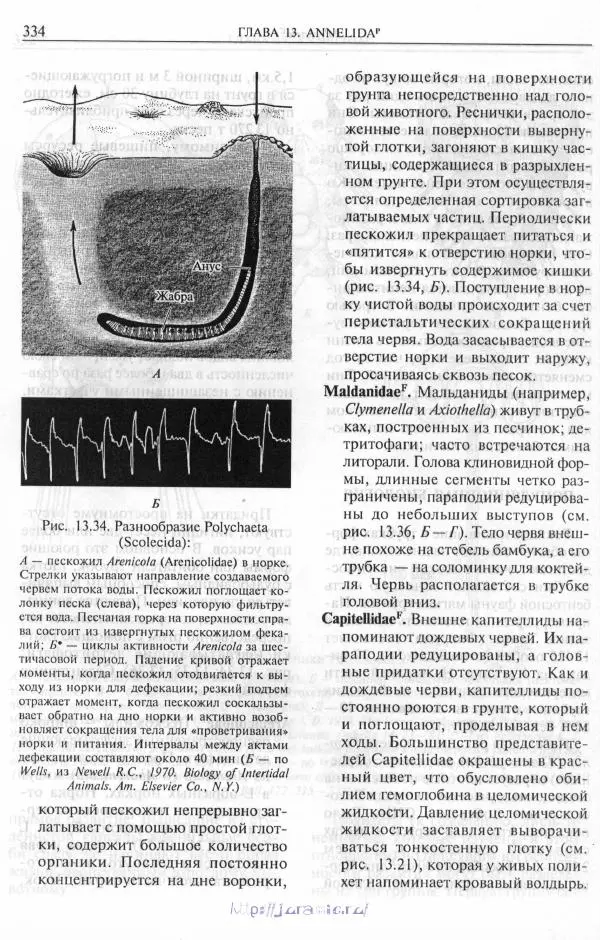 Эдвард Руперт -  Зоология беспозвоночных. В 4-х томах. Том 2. Низшие целомические животные - Страница № 335