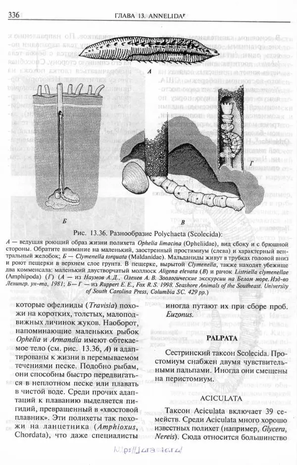 Эдвард Руперт -  Зоология беспозвоночных. В 4-х томах. Том 2. Низшие целомические животные - Страница № 337