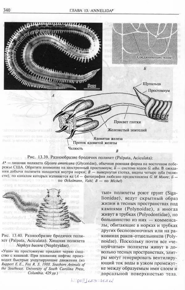 Эдвард Руперт -  Зоология беспозвоночных. В 4-х томах. Том 2. Низшие целомические животные - Страница № 341