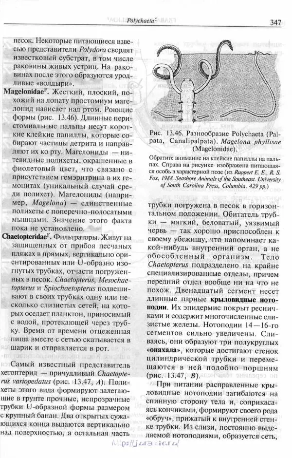 Эдвард Руперт -  Зоология беспозвоночных. В 4-х томах. Том 2. Низшие целомические животные - Страница № 348