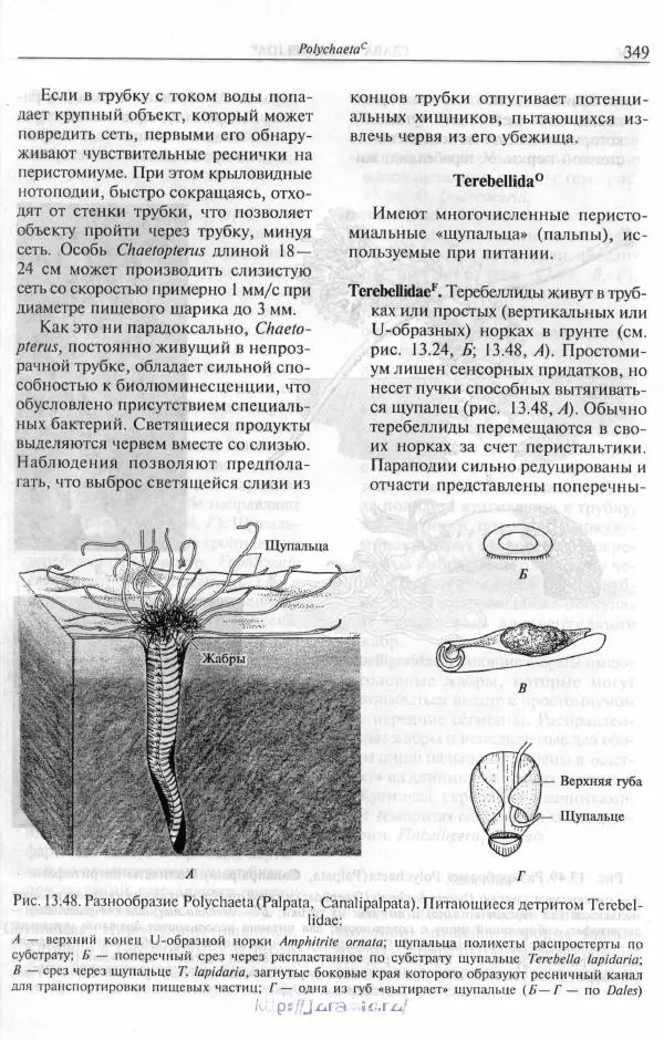 Эдвард Руперт -  Зоология беспозвоночных. В 4-х томах. Том 2. Низшие целомические животные - Страница № 350
