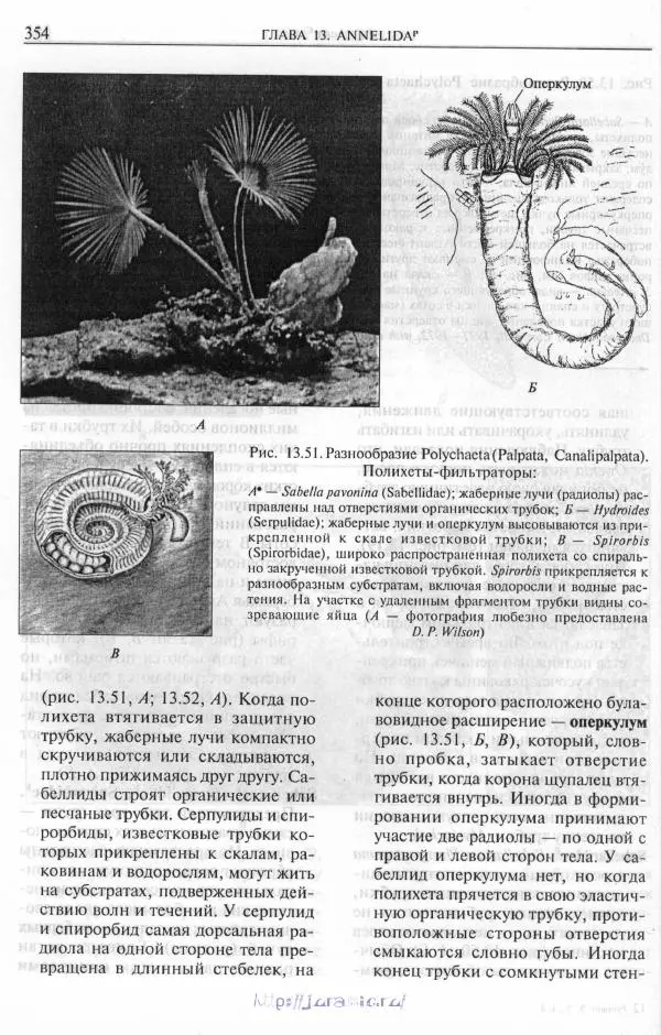 Эдвард Руперт -  Зоология беспозвоночных. В 4-х томах. Том 2. Низшие целомические животные - Страница № 355