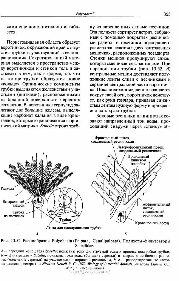 Эдвард Руперт -  Зоология беспозвоночных. В 4-х томах. Том 2. Низшие целомические животные - Страница № 356