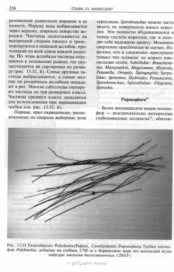 Эдвард Руперт -  Зоология беспозвоночных. В 4-х томах. Том 2. Низшие целомические животные - Страница № 357