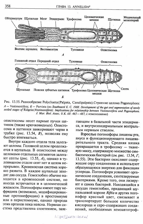 Эдвард Руперт -  Зоология беспозвоночных. В 4-х томах. Том 2. Низшие целомические животные - Страница № 359