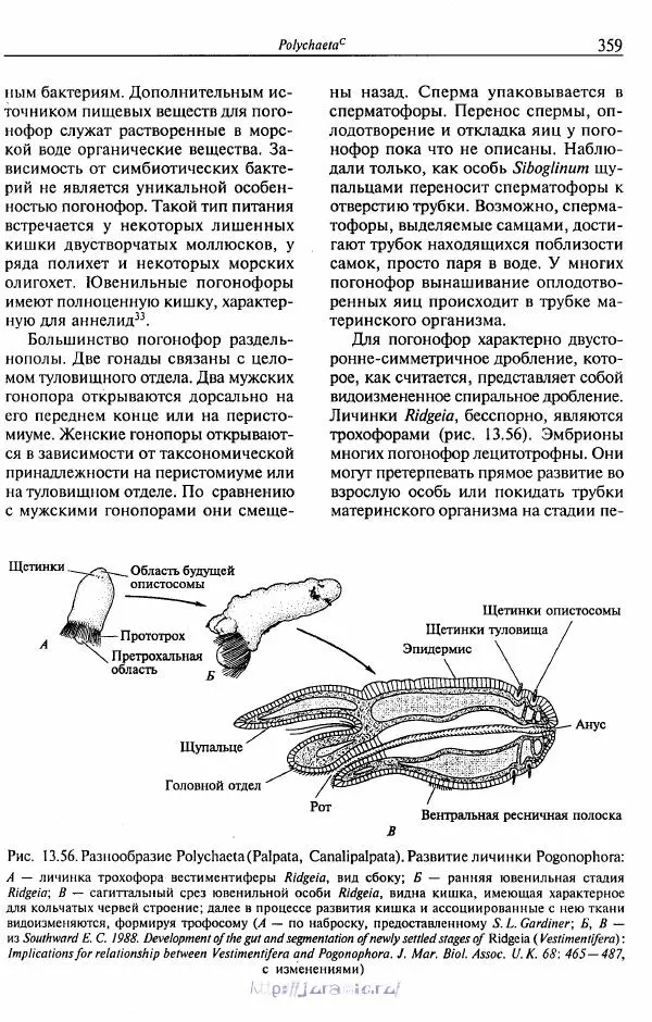 Эдвард Руперт -  Зоология беспозвоночных. В 4-х томах. Том 2. Низшие целомические животные - Страница № 360